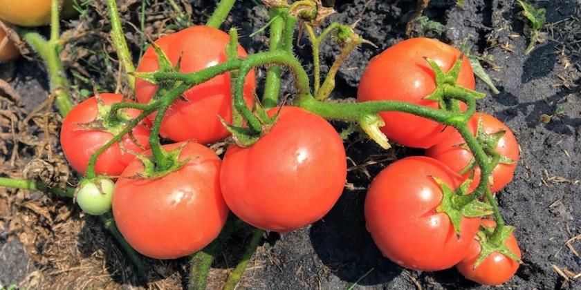 Les meilleures tomates de 2019