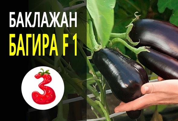 พันธุ์บากีร่า F1