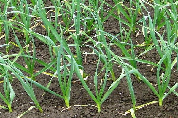 ปลูกกระเทียม