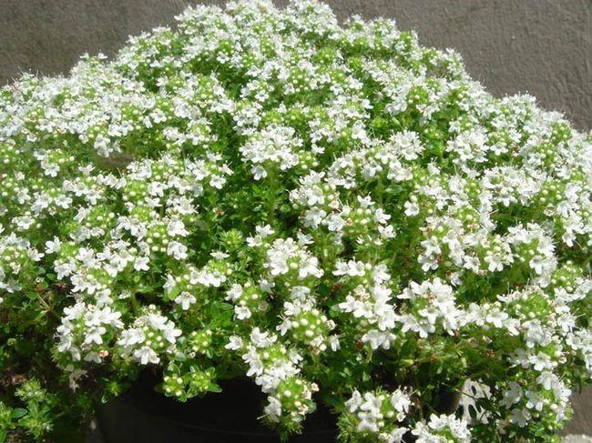 ไทมัส วัลการิส คอมแพกตัส