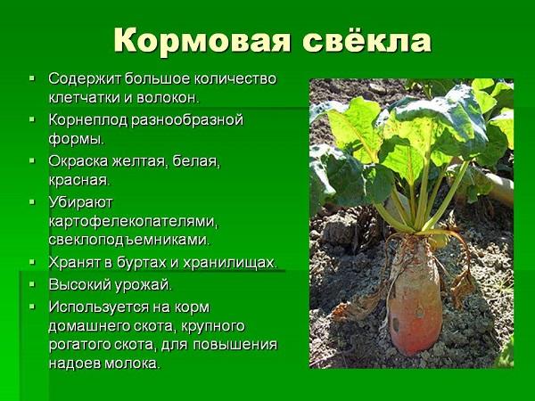 ลักษณะสำคัญของหัวบีทสำหรับเลี้ยงสัตว์