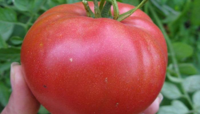 Les meilleures tomates de 2019