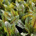 ต้นหญ้าเปรี้ยวแดง