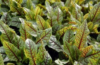 ต้นหญ้าเปรี้ยวแดง