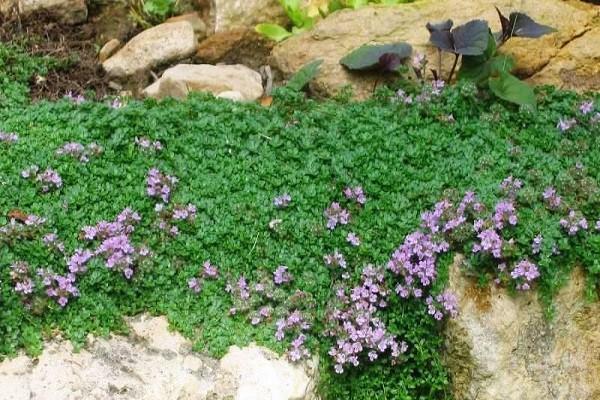 ไธม์แคระ