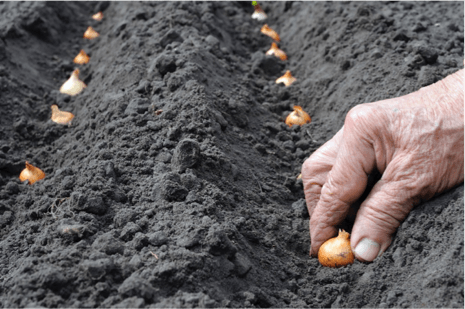 planter des oignons