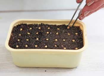 การปลูกเมล็ดพันธุ์