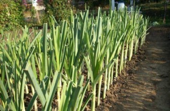 ต้นหอมในสวน