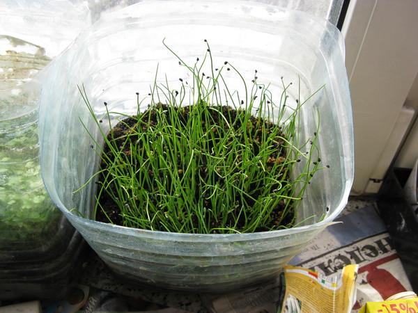 ต้นกล้าต้นหอม