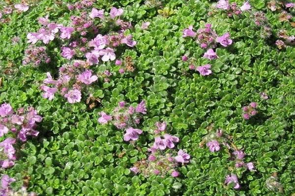 ไธม์พันธุ์ Early Minor