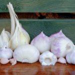 ลักษณะของกระเทียมโรคัมโบเล่