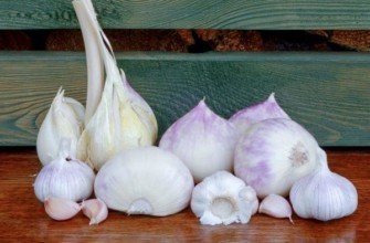 ลักษณะของกระเทียมโรคัมโบเล่