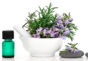 สรรพคุณทางยาและข้อห้ามของโรสแมรี่ต่อสุขภาพ ประโยชน์และโทษ