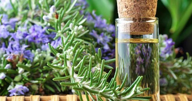 สรรพคุณทางยาของโรสแมรี่