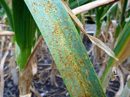 สนิมบนกระเทียม