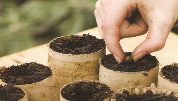 planter de la roquette