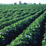 ต้นถั่วเหลือง