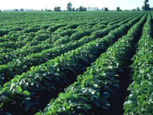 วิธีปลูกถั่วเหลืองในสวนเปิด การปลูกและการดูแล ช่วงเวลาเก็บเกี่ยว และการใส่ปุ๋ย