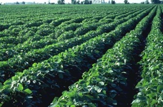 ต้นถั่วเหลือง