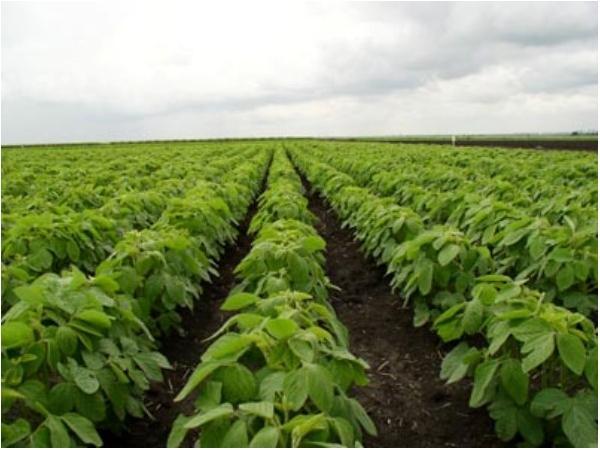 ถั่วเหลืองในพื้นที่เปิดโล่ง