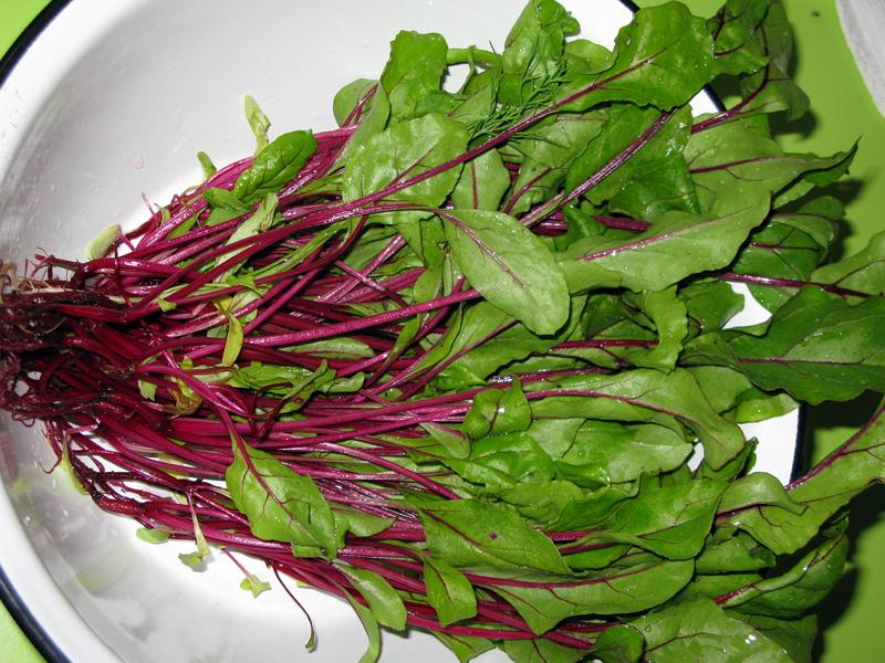 ยอดบีทรูท