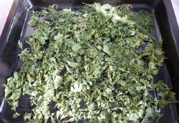 การอบแห้งผักชีฝรั่ง