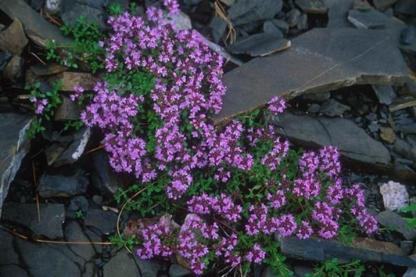 ไธม์ ทาลิเอวา