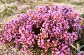 ต้นไธม์