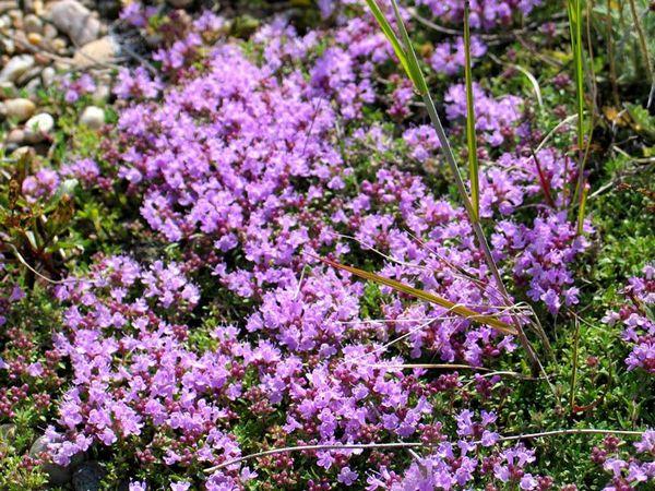 ไธม์ในภูเขา