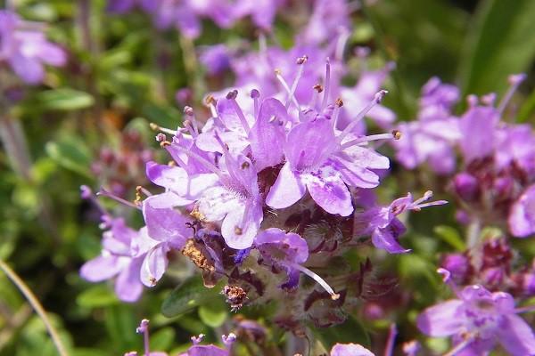 ไทม์อูราล