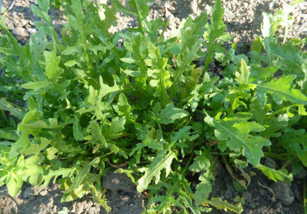 Variété de flèches de Cupidon