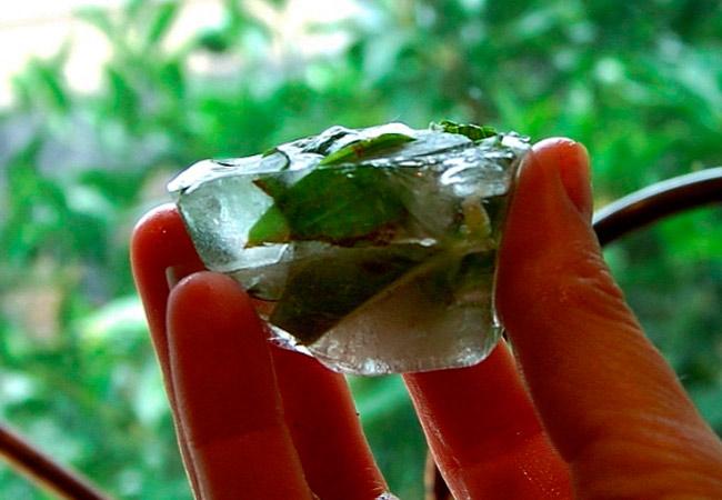 โหระพาแช่แข็ง