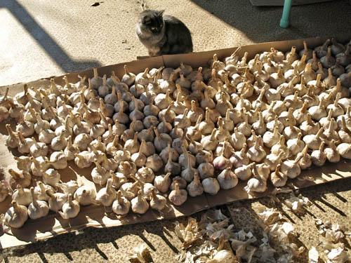 การปลูกกระเทียม