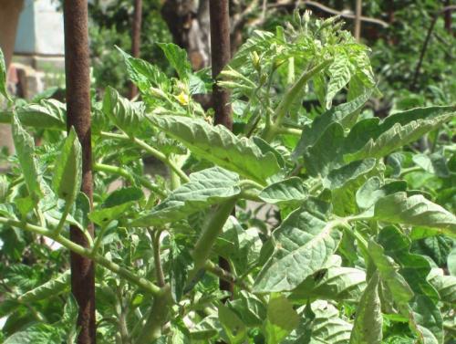 การก่อตัวของมะเขือเทศ