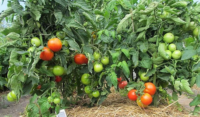 มะเขือเทศแอปเปิ้ลรัสเซีย