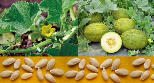 การปลูกแตงโม