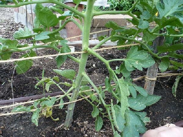 การก่อตัวของมะเขือเทศ