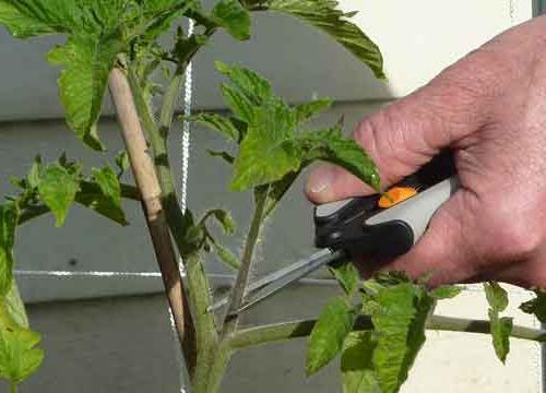 การก่อตัวของมะเขือเทศ