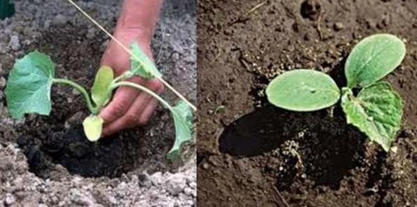 การปลูกแตงโม