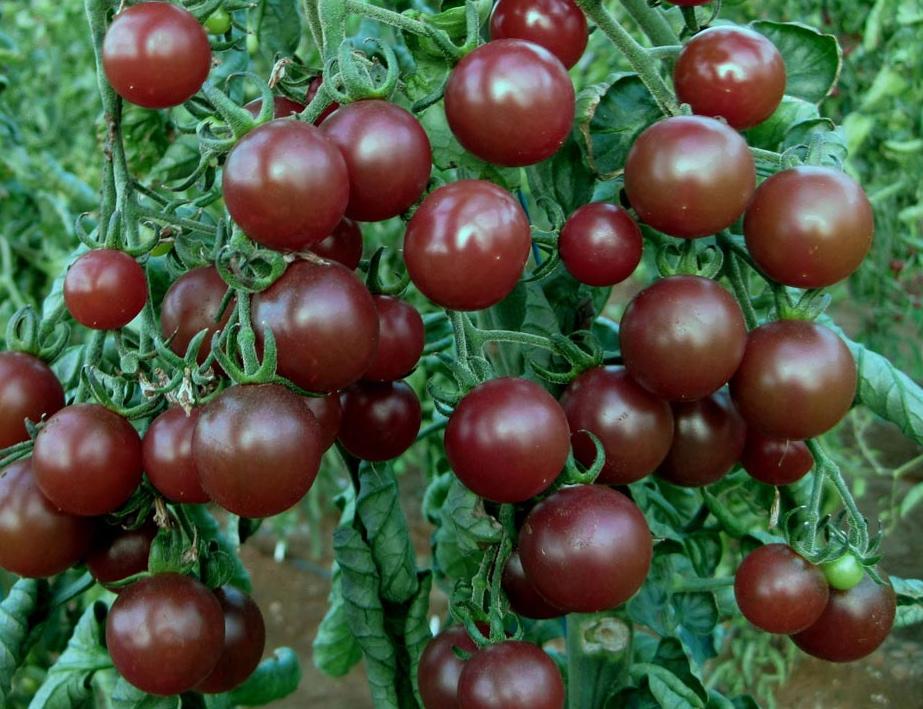 มะเขือเทศเชอร์รี่ดำ