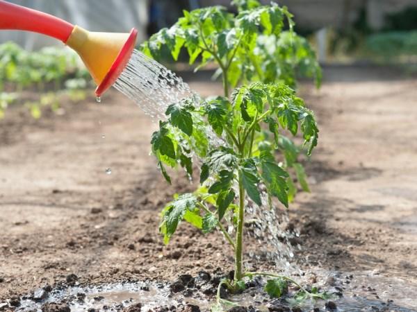 พันธุ์ไม้ที่เติบโตต่ำ