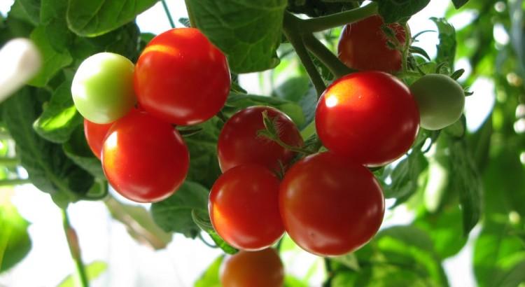 Tomate Miracle du Balcon
