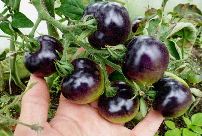 มะเขือเทศสีดำ