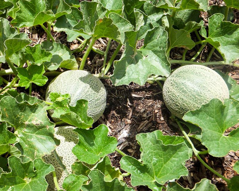 การปลูกแตงโม