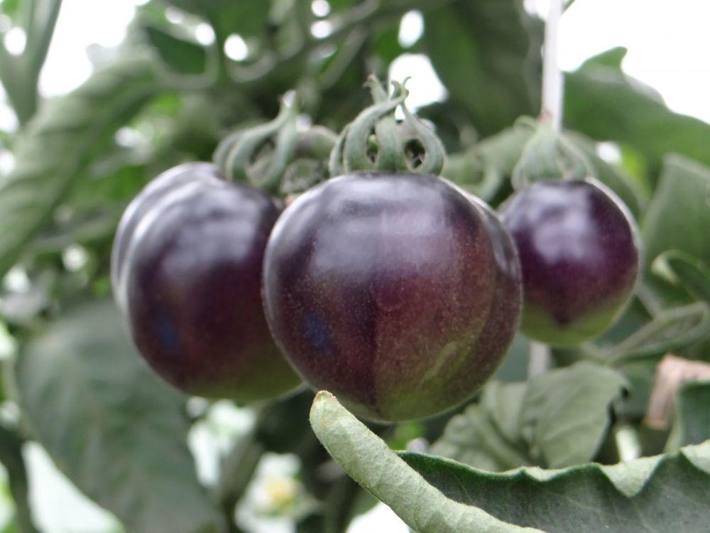 กุหลาบอินดิโก้