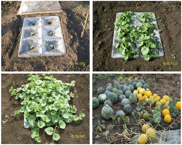 การปลูกแตงโม