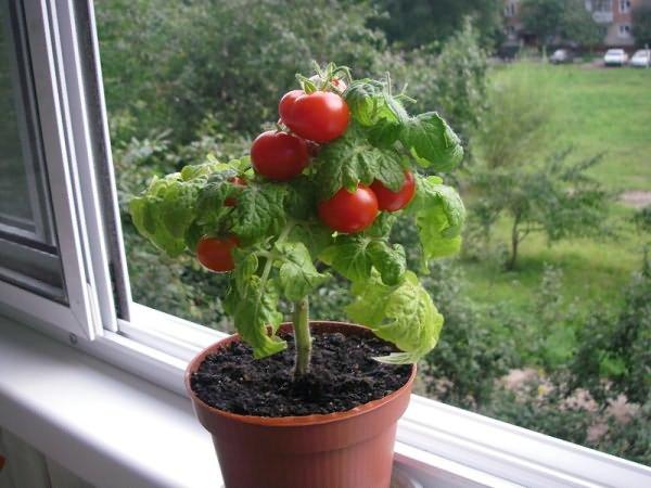 Tomates sur le balcon. Ballerine