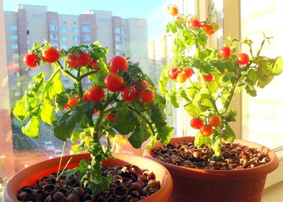 Tomates sur le balcon. Ballerine