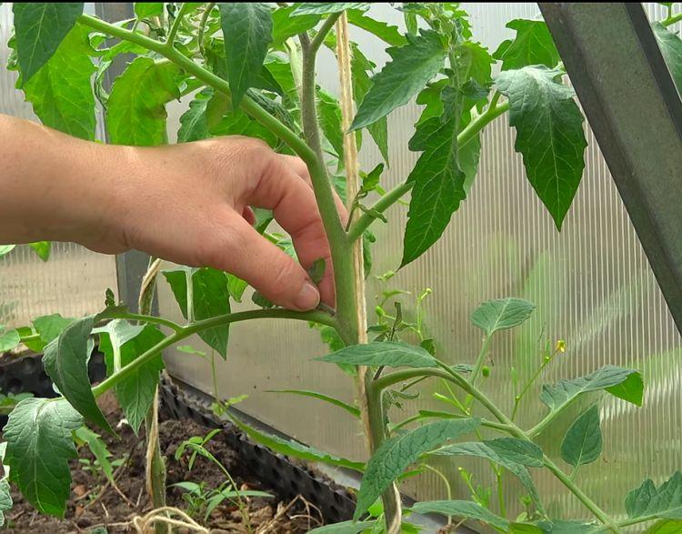 การก่อตัวของมะเขือเทศ