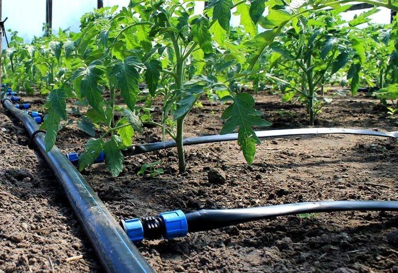 การปลูกมะเขือเทศ